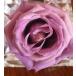  консервированный цветок . цвет жидкость ( фиолетовый тип часть )1000ml