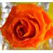 консервированный цветок . цвет жидкость ( resort orange )500ml