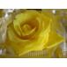  preserved flower . color fluid ( honey ..)150ml