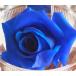  preserved flower . color fluid ( marine blue )150ml