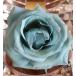  консервированный цветок . цвет жидкость ( ice blue )150ml