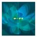  - - moni - bell Lotus( Lotus )