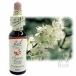 �o�b�`�t�����[�����f�B No.06 �`�F���[�v���� 10ml