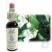 �o�b�`�t�����[�����f�B No.18 �C���p�`�G���X 10ml