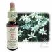 �o�b�`�t�����[�����f�B No.29 �X�^�[�I�u�x�c���w�� 10ml
