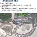 ������{�v�r���v�i���f�B�[�X �����Y �y�A ���v ���U�[ �v���[���g ���{�� ���I �ޏ� �ގ� �V�R�� �a���� 4�� �j�����p�j�p���[�X�g�[�� ���� �֘A�摜4