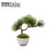 [ официальный ] сосна дуть . сток .. только .книга@ рука CUPBON бонсай искусственная зелень | PRIMA поддельный бонсай декоративное растение маленький настоящий 