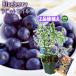  blueberry [ rabbit I series 2 goods kind ..] 8 number slit pot ( fertilizer present )