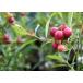 �u���[�x���[ �w �s���N�����l�[�h �x 2�N�� 10.5cm�|�b�g�c�@ �y���q��y�� �֘A�摜4