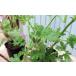 ���[�Y�[���j���[�� 2�Z�b�g 10.5cm�|�b�g�c�i�n�[�u�[���j�E���j �֘A�摜4