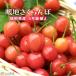 1 pcs become [. ground cherry ] 5 number potted plant 