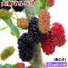 ����}���x���[ �K�̖؁@21cm ( 7�� ) �|�b�g ��c