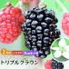 toge none BlackBerry [ Triple Crown ] 9cm pot seedling [2 piece set ] [ free shipping ]