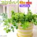  Mini . лист [ aroma Pepe ]( Pepe ro mia *tepi-na) 2 шт. комплект ( бесплатная доставка ) 7.5cm pot рассада 