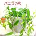  vanilla. дерево 9cm pot рассада 
