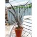 �j���[�T�C���� �i �t�H���~�E�� �j �w �e�i�b�N�X�E�s���N���C�� �x ������ ���t�@10.5cm�|�b�g�c �֘A�摜3