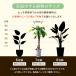 �p�L�� �i ������ �j�V�����@�󂯎M �v���[���g �M�t�g ���� �v���[���g �y���q��y�� �����z���j�� �ϗt�A�� �֘A�摜3