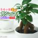 gaju maru (.....) 2 шт. комплект ( бесплатная доставка )7.5cm pot (... дерево много .. дерево )