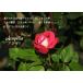 �A�E�g���b�g �o�� 2�N�� 12cm�|�b�g�c�i2�Z�b�g�j�o���c �K�N �o���̕c �y���q��y�� �֘A�摜3
