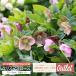  outlet Christmas rose 7.5cm pot ~9cm pot seedling (2 piece set )