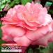  4 сезон .. большой колесо [ Pink Panther ] 2 год сырой контактный . дерево рассада ( Hybrid чай rose )