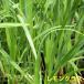  lemon grass 2 piece set 9cm pot seedling 