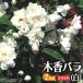  дерево . роза ( белый . -слойный ) 2 шт. комплект ( бесплатная доставка ) 9cm pot рассада 