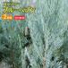  хвойное дерево [ blue haven ] 2 шт. комплект ( бесплатная доставка ) 15cm pot рассада 