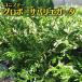  conifer [ Glo bo-sa Varie ga-ta] 15cm pot seedling 