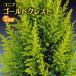  conifer [ goldcrest ] 2 piece set 9cm pot sapling 