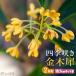  four season .. gold tree .( osmanthus ) 2 piece set 10.5cm pot seedling 