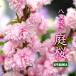 [ garden Sakura (niwa The kla) ] pink (. -ply ..) 6 number potted plant 