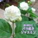 商品写真:バラ咲き ジャスミン 9cmポット苗 （ 八重咲き / マツリカ / ピカケ / アラビアンジャスミン ）