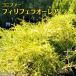  conifer [filifela ole a] 15cm pot seedling 