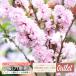  outlet двор Sakura niwa The kla. -слойный .. розовый 6 номер растение в горшке 