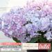  outlet гортензия . фиолетовый. . способ 5 номер растение в горшке Fukuoka. ....(2027 год цветение предположительно большой АО )