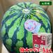  Yamagata префектура производство хвост цветок ....B кроме того, C и т.п. класс S6L( очень большой ) размер 1 шар входить ( коробка ) подарок арбуз запад .