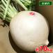  Kyoto (столичный округ) производство ... дайкон L~2L размер примерно 10kg(6~8 шар входить )