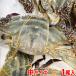  Hyogo префектура производство др. .wataligani( хлопчатник ...) 1 хвост примерно 300~400g передний и задний (до и после) 