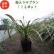 �����胄�u���� 10.5cm�|�b�g �c 112�� �O�����h�J�o�[ ��Α��N�� ��Ԃ�� �t�C�����u���� ���� �A�� ��� �������