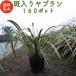 �����胄�u���� 10.5cm�|�b�g �c 160�� �O�����h�J�o�[ ��Α��N�� ��Ԃ�� �t�C�����u���� ���� �A�� ��� �������