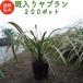 �����胄�u���� 10.5cm�|�b�g �c 200�� �O�����h�J�o�[ ��Α��N�� ��Ԃ�� �t�C�����u���� ���� �A�� ��� �������