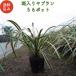 �����胄�u���� 10.5cm�|�b�g �c 56�� �O�����h�J�o�[ ��Α��N�� ��Ԃ�� �t�C�����u���� ���� �A�� ��� �������