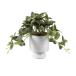  ваш заказ человеческий труд trailing leaf план to керамика pot примерно 23cm Artificial Trailing Leaf Plant in Ceramic P