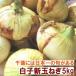  значительно .,..., мясо толщина! песок земля ....[ Chiba префектура молоки производство новый шар лук порей ](5 kilo )