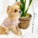 �`���� �� ���̕� ���� �H �~ �ĕ� �t���u�� �Č� �_�b�N�X �g�C�v�[�h�� �R�[�M�[ �� �y�b�g�� ���^�� ���^�� �� �y�b�g�E�F�A �t�����[���b�t���^���N �֘A�摜1