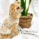�`���� �� ���̕� ���� �H �~ �ĕ� �t���u�� �Č� �_�b�N�X �g�C�v�[�h�� �R�[�M�[ �� �y�b�g�� ���^�� ���^�� �� �y�b�g�E�F�A �t�����[���b�t���^���N �֘A�摜2