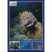 [�p��] THE  RED  SEA �֘A�摜1