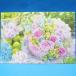 300�s�[�X �Ƃ��߂��̃t���b�V���u�[�P 300-367