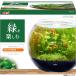 E6433YO *0703[ outlet ] стекло аквариум примерно 12L миска type jeks стакан aqua большой sphere аквариум не использовался 